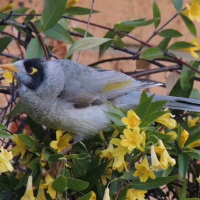 Manorina melanocephala (Noisy Miner) at Conder, ACT - 3 Oct 2016 by michaelb