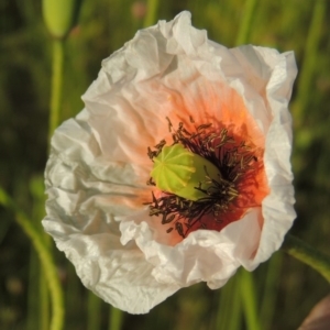 Papaver dubium at Bonython, ACT - 6 Oct 2016 07:05 PM