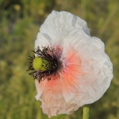 Papaver dubium at Bonython, ACT - 6 Oct 2016 07:05 PM