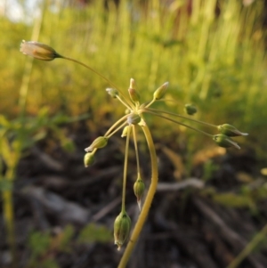 Holosteum umbellatum at Bonython, ACT - 6 Oct 2016