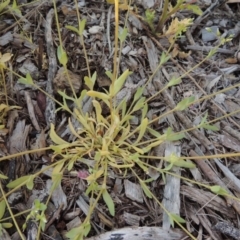 Holosteum umbellatum at Bonython, ACT - 6 Oct 2016