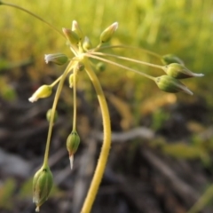 Holosteum umbellatum at Bonython, ACT - 6 Oct 2016 07:05 PM