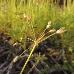 Holosteum umbellatum at Bonython, ACT - 6 Oct 2016 07:05 PM