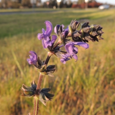 Salvia verbenaca var. verbenaca (Wild Sage) at Gordon, ACT - 6 Oct 2016 by michaelb