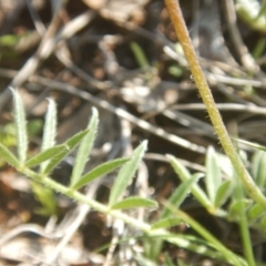 Swainsona sericea at Deakin, ACT - 5 Oct 2016 09:42 AM