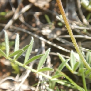 Swainsona sericea at Deakin, ACT - 5 Oct 2016