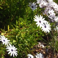 Dimorphotheca ecklonis (South African Daisy) at Queanbeyan West, NSW - 4 Oct 2016 by Speedsta