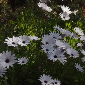 Dimorphotheca ecklonis at Queanbeyan West, NSW - 5 Oct 2016