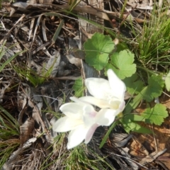 Freesia leichtlinii subsp. leichtlinii x Freesia leichtlinii subsp. alba (Freesia) at Deakin, ACT - 5 Oct 2016 by MichaelMulvaney