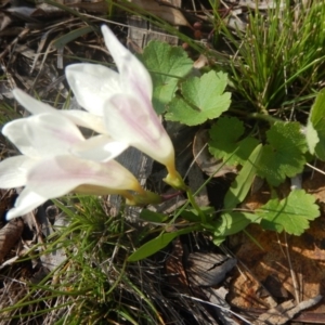 Freesia leichtlinii subsp. leichtlinii x Freesia leichtlinii subsp. alba at Deakin, ACT - 5 Oct 2016