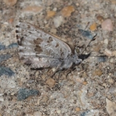 Lucia limbaria (Chequered Copper) at Queanbeyan West, NSW - 5 Oct 2016 by Speedsta