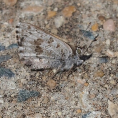 Lucia limbaria (Chequered Copper) at Queanbeyan West, NSW - 4 Oct 2016 by Speedsta