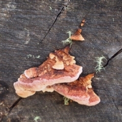 Rhodofomitopsis lilacinogilva complex at Paddys River, ACT - 6 Oct 2016