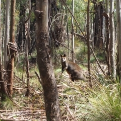 Wallabia bicolor (Swamp Wallaby) at Tidbinbilla Nature Reserve - 4 Oct 2016 by Speedsta