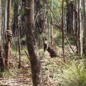 Wallabia bicolor at Paddys River, ACT - 5 Oct 2016