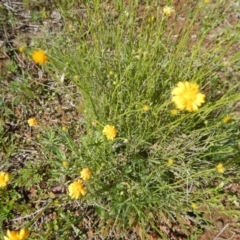 Calotis lappulacea (Yellow Burr Daisy) at Deakin, ACT - 5 Oct 2016 by MichaelMulvaney