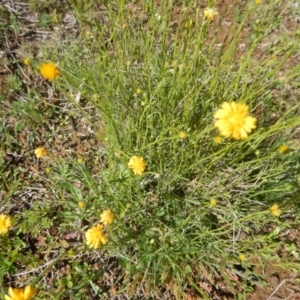 Calotis lappulacea at Deakin, ACT - 5 Oct 2016 10:07 AM