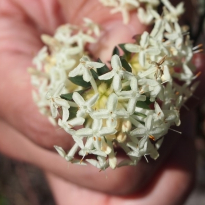 Pimelea linifolia subsp. linifolia (Queen of the Bush, Slender Rice-flower) at QPRC LGA - 4 Oct 2016 by Speedsta