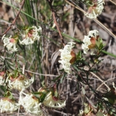 Pimelea linifolia subsp. linifolia at Queanbeyan West, NSW - 5 Oct 2016