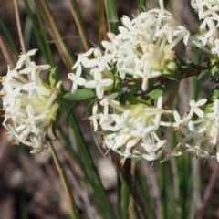 Pimelea linifolia subsp. linifolia at Queanbeyan West, NSW - 5 Oct 2016