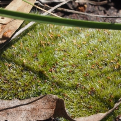 Campylopus (A moss) at QPRC LGA - 4 Oct 2016 by Speedsta