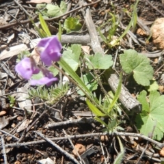 Swainsona sericea (Silky Swainson-Pea) at Deakin, ACT - 4 Oct 2016 by MichaelMulvaney