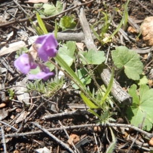 Swainsona sericea at Deakin, ACT - 5 Oct 2016 10:36 AM