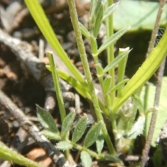 Swainsona sericea at Deakin, ACT - 5 Oct 2016 10:36 AM