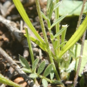 Swainsona sericea at Deakin, ACT - 5 Oct 2016