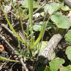 Swainsona sericea at Deakin, ACT - 5 Oct 2016 10:36 AM