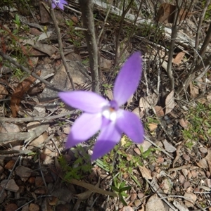 Glossodia major at Point 25 - suppressed