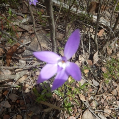 Glossodia major (Wax Lip Orchid) at Black Mountain - 6 Oct 2016 by MichaelMulvaney