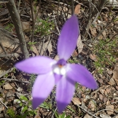 Glossodia major at Point 25 - 6 Oct 2016