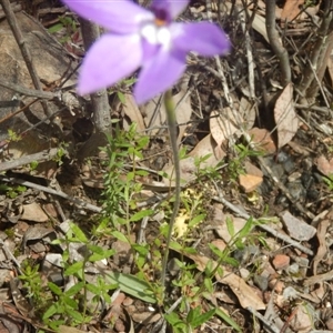 Glossodia major at Point 25 - 6 Oct 2016