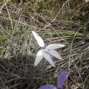 Glossodia major at Point 25 - 6 Oct 2016