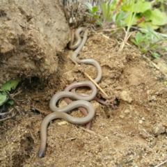 Aprasia parapulchella (Pink-tailed Worm-lizard) at Molonglo River Reserve - 7 Oct 2016 by RichardMilner