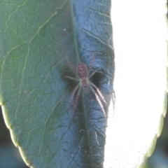 Araneae (order) at Waramanga, ACT - 14 Aug 2016 by ArcherCallaway