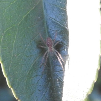 Araneae (order) at Waramanga, ACT - 14 Aug 2016 by ArcherCallaway