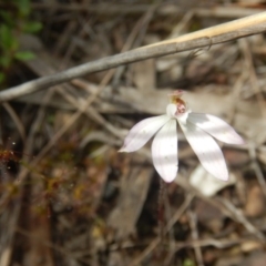 Caladenia fuscata (Dusky Fingers) at Canberra Central, ACT - 6 Oct 2016 by MichaelMulvaney