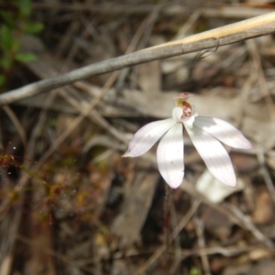 Caladenia fuscata (Dusky Fingers) at Point 25 - 6 Oct 2016 by MichaelMulvaney