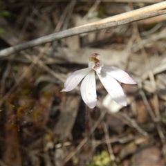 Caladenia fuscata at Point 25 - 6 Oct 2016