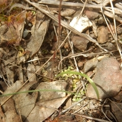 Caladenia fuscata at Point 25 - 6 Oct 2016