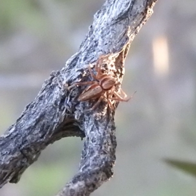 Oxyopes (genus) (Lynx spider) at Fisher, ACT - 14 Aug 2016 by ArcherCallaway