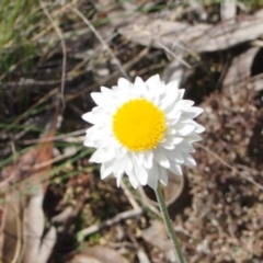 Leucochrysum albicans subsp. tricolor (Hoary Sunray) at Queanbeyan West, NSW - 4 Oct 2016 by Speedsta