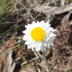 Leucochrysum albicans subsp. tricolor (Hoary Sunray) at QPRC LGA - 4 Oct 2016 by Speedsta