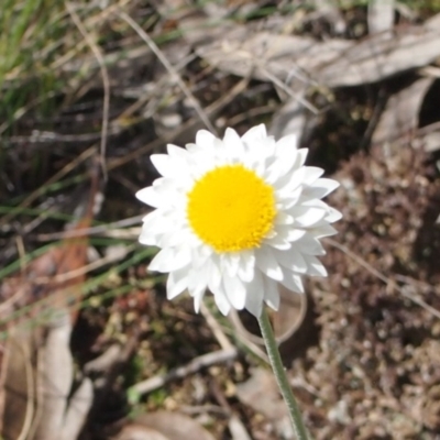 Leucochrysum albicans subsp. tricolor (Hoary Sunray) at Queanbeyan West, NSW - 5 Oct 2016 by Speedsta