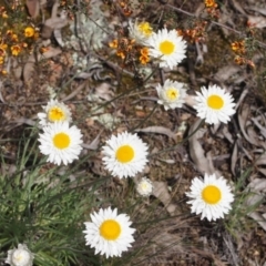 Leucochrysum albicans subsp. tricolor at Queanbeyan West, NSW - 5 Oct 2016