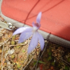 Cyanicula caerulea (Blue Fingers, Blue Fairies) at Black Mountain - 6 Oct 2016 by MichaelMulvaney