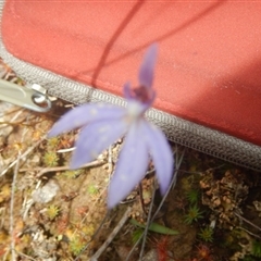 Cyanicula caerulea at Point 25 - suppressed