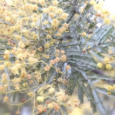 Acacia dealbata (Silver Wattle) at Wanniassa Hill - 19 Aug 2016 by RyuCallaway